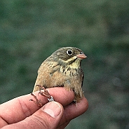 Ortolansparv, Sundre 